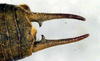 CollectionObject 1500478; 28954a4b-2645-4274-ae34-4edfad70430f: male cerci (holotype). (CollectionObject).
