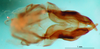 CollectionObject 1501988; 2d67cb67-4a7d-4a3e-ad47-e6905ba51b9f: prep. Gorochov. phallic complex, ventral view. (CollectionObject).