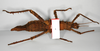 CollectionObject 1558871; da7e1470-206d-4894-be42-ea08a16f2f4d: copyright ZMB, Berlin. female, ventral view (syntype). (CollectionObject).