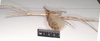 CollectionObject 1557405; NHMUK(SF IMPORT DUPLICATE) 844923, d1398531-e4cf-4f96-8dad-2071be4ef6a7: copyright Natural History Museum, London. male, lateral view (syntype). (CollectionObject).