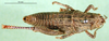 CollectionObject 1501179; c7e906df-b396-4b6b-804a-b18685f82620, DORSA BA000459S01: female nymph, dorsal view (holotype of Paranocarodes atympanicus). (CollectionObject).