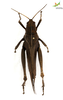 Female. Dorsal view Depicts CollectionObject 1861880; 6eff10cb-3457-48cf-96d3-1f39dcab2b08, Unioeste Cascavel K-0562, a CollectionObject.