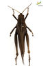 CollectionObject 1861880; 6eff10cb-3457-48cf-96d3-1f39dcab2b08, Unioeste Cascavel K-0562: Female. Dorsal view. (CollectionObject).