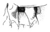 Callimenellus modestus Gorochov & Voltshenkova, 2005: Fig. 9. male pterothorax. (Otu).