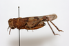 CollectionObject 1581019; 1f7a7211-3b28-4000-96d6-498e02708be1: female, lateral view (paratype). (CollectionObject).