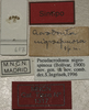 CollectionObject 1534992; 17910123-460b-4ab9-9218-02654dfaa74b: labels (syntype). (CollectionObject).
