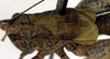 CollectionObject 1576524; 1f95881e-2ee2-4699-8ab7-32108d408b5d: male, dorsal view (paratype). (CollectionObject).