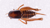 Apotetamenus gorochovi Cadena-Castañeda & Cortés-Torres, 2013: female, dorsal view (paratype). (Otu).