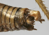 CollectionObject 1539648; 2e85d8d8-a644-4cb5-97bf-2dbbf76a71ee: male cerci (syntype). (CollectionObject).;CollectionObject 1539649; 5e308dca-8056-47c1-bdb5-c15e234c7dc5: male cerci (syntype). (CollectionObject).