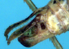 CollectionObject 1522296; 2278eb67-6b41-40dc-a131-3cc5596e5da7: male abdomen tip (holotype). (CollectionObject).
