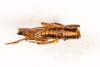 CollectionObject 1475078; 3d8b6814-7d93-44ce-8061-68ae0ef855dc: male, dorsal view (holotype). (CollectionObject).