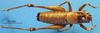 CollectionObject 1536550; cdfa8a1f-b479-4655-b0c9-fb651d24322f: male, dorsal view (paratype). (CollectionObject).