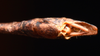 CollectionObject 1580859; 2fa28cc8-18c1-48c7-9363-81462b53e7ff: copyright FRCS, Sabah. male: end of abdomen, ventral view (holotype). (CollectionObject).