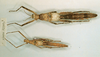 CollectionObject 1599503; 0cad005a-2709-417e-ae50-1ccf512f7a16: copyright NHRS, Stockholm. female juv. of synonym Cooktownia plana (paralectotypes). (CollectionObject).