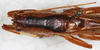 CollectionObject 1532829; NMW 19.911, f10b052b-8147-4e9a-a427-a8b3fa4f103c: male, dorsal view. (CollectionObject).