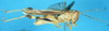 CollectionObject 1574926; 033b8440-7360-4fd0-a9e9-2ae360407e78: male, lateral view (paralectotype of Terpillaria picta). (CollectionObject).