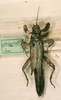 CollectionObject 1561368; cf9a3b88-5ed7-48b1-ad09-c899143fad3e: copyright MLUH, Halle. female (syntype). (CollectionObject).