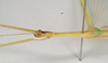 CollectionObject 1560039; NHMUK(SF IMPORT DUPLICATE) 844792, 1a8f538f-a47b-47ee-9f73-7b66559ba6c9: copyright Natural History Museum, London. male: head and thorax, lateral view (holotype). (CollectionObject).