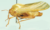 Peringueyacris namaqua (Péringuey, 1916): male, lateral view. (Otu).