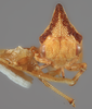 Head: !! display not done !! on Melizoderes osborni (Funkhouser, 1930): (Observation).