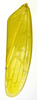 Forewing on Carapona eximia (DeLong & Freytag, 1975): Male [DZRJ: forewing. (Observation).