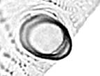 Hind wing.: Seventh marginal tubercle of A. craccivora. (Observation).