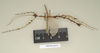 CollectionObject 1961436; NHMUK(SF IMPORT DUPLICATE) 844571, dd55e6f8-0782-47b6-a22b-3baca228529f: copyright Natural History Museum, London, photo by Paul Brock. male of synonym Pericentrus multilobatus (lectotype). (CollectionObject).