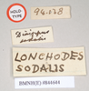 CollectionObject 1559510; NHMUK(SF IMPORT DUPLICATE) 844644, f79226dd-9d63-4f9b-9370-b210d5e0ca2f: copyright Natural History Museum, London. male, data labels [rectacular label reversed] of Dixippus sodalis (holotype). (CollectionObject).