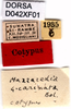 CollectionObject 1505082; ad220c75-754d-401b-ab66-09e7dc584c08, DORSA D042XF01: labels (syntype). (CollectionObject).