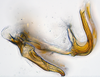 Aedeagus, lateral view: (Observation).