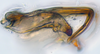 Aedeagus, lateral view: (Observation).