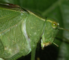 male pronotum lateral. Depicts Microcentrum retinerve (Burmeister, 1838), an Otu.