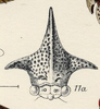 Head on Alchisme apicalis (Walker, 1851): (Observation).