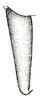 Scambophyllum sandakanae Hebard, 1922: Pl. XII, Fig. 4. male left cercus, dorsal view. (Otu).