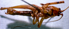 CollectionObject 1503140; 8115cc8d-7147-4be5-9c05-3e6f10653b3f: male, ventral view (holotype). (CollectionObject).