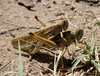 gregarious male and female (Argentina, Catamarca, March 2016). Depicts Schistocerca cancellata (Serville, 1838), an Otu.