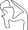 Aedeagus, lateral view: Aedeagus, lateral view. (Observation).