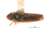 Habitus, dorsal view on Coronigoniella yara Young, 1977: (Observation).
