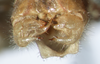 CollectionObject 1597506; a53d1ecc-e3de-4746-95cd-68c376940237: male abdomen tip, caudal view (holotype). (CollectionObject).