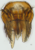 Subgenital plate: (Observation).