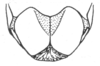 Ceuthophilus (Ceuthophilus) pallidipes Walker, 1905: Fig. 717. male subgenital plate. (Otu).