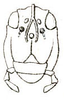 Coptotettix capitatus Bolívar, 1887: Pl. V, Fig. 44 c. male face. (Otu).