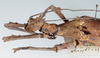 CollectionObject 1581501; b2f8a77e-7916-4bfd-a59a-c276422236fe: copyright RMNH Leiden. female: head & thorax, lateral view. (CollectionObject).
