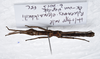 CollectionObject 1576540; 166bbf0c-1571-4f64-ad4b-cdfd8b19199e: copyright ZRC, Singapore. male, ventral view (holotype). (CollectionObject).