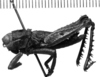 CollectionObject 1540828; d4c24bc8-6ef0-45ac-add8-792485267e32: Image Carbonell, C.S. male, lateral view (holotype of Batrachopus tibialis). (CollectionObject).