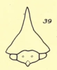 Head: !! display not done !! on Telamona extrema Ball, 1903: (Observation).