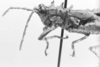 CollectionObject 1524865; 4003504b-c814-44e8-9574-2fa34cf485a1: male, head and pronotum, lateral view (holotype of Nicarchus enyalius). (CollectionObject).