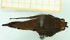 CollectionObject 1532604; 0f6221f5-4cac-48e8-adbc-56f2eafea3d0: female, dorsal view (holotype). (CollectionObject).