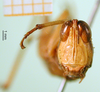 CollectionObject 1500939; 93cfcbae-f634-4471-9049-4fb18b65ca0e: female, frontal view (holotype). (CollectionObject).