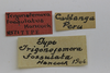 CollectionObject 1523179; 8988d9ba-e1d8-4823-85b7-9ec3aa9c55a9: labels (holotype). (CollectionObject).
